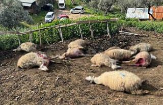 Aydın’da kurt saldırısı vatandaşları tedirgin...