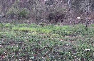 Ayı, domuz ve gelincik fotokapanla görüntülendi