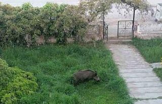Ayvalık’ta Çamlık’ı yaban domuzları bastı