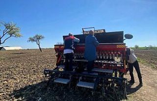 Babaeski’de aspir tohumu toprakla buluştu