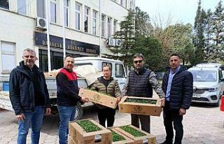 Babaeski’de üreticiye 2 bin kırmızı domates...