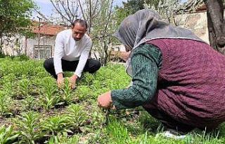 Babasından miras kalan akzambaklara gözü gibi bakıyor