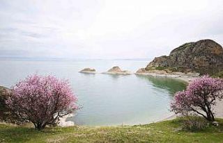 Badem çiçekleri Van Gölü kıyılarını renklendirdi