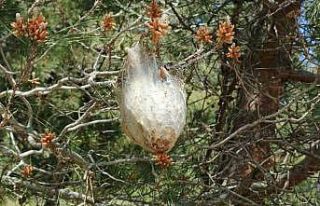 Bafra’da "çam kese böceği" tehlikesi