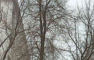 Bahar gelmeden kış geri döndü; Diyadin’e kar...
