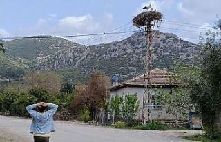 Baharın habercisi leylek, yuvasına bu yıl da eşiyle...