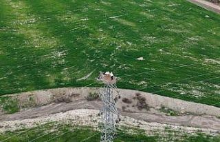 Baharın müjdecisi leylekler Elazığ’ı renklendiriyor