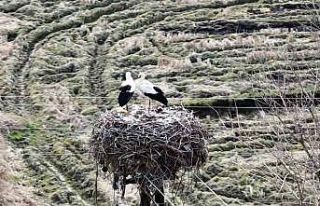 Baharın müjdecisi leylekler Sinop’a geldi
