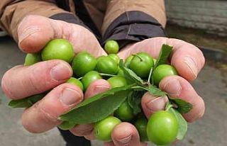 Balıkesir’de ilk erik hasadı yapıldı