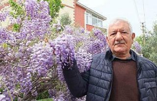 Balıkesir’de mor salkım güzelliği başladı