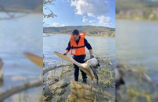 Barajda mahsur kalan pelikan böyle kurtarıldı
