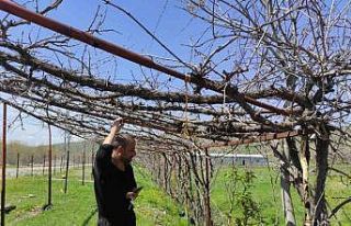 Batman’da ani hava değişimleri meyve bahçelerini...