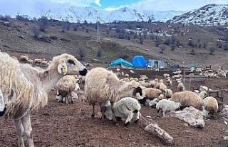 Bayburt’ta küçükbaş hayvancılığa destek başvuruları...