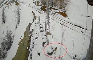 Bayburt’ta nefes kesen kovalamaca: Tavşanın kurdu...