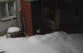 Bayburt’ta vaşaktan sonra bu kez tilki tavşan...