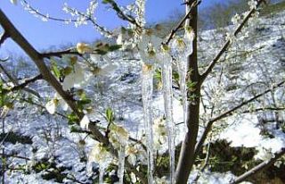 Bayburt’ta zirai don tehlikesi devam ediyor