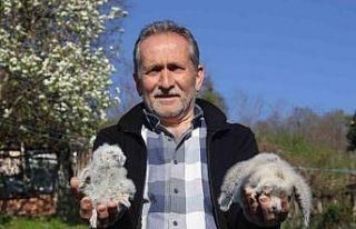 Baykuş ile çiftçinin 20 yıllık dostluğu: Her...