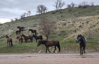 Beypazarı’nda yılkı atları görüntülendi