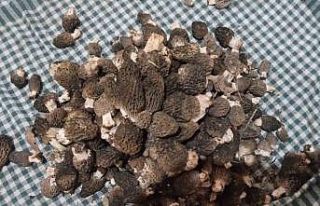 Beyşehir’de kuzugöbeği tutkunları sahaya çıktı