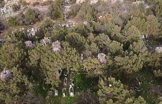 Beyşehir’de yuvalar şenlendi, leylekler vadisi...