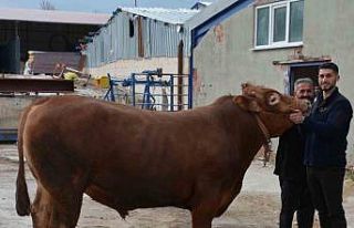 Bir ton 140 kilogramlık kurbanlık dana 575 bin liraya...