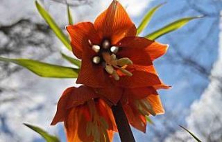 Bitlis’te açan ters laleler görsel şölen sunuyor