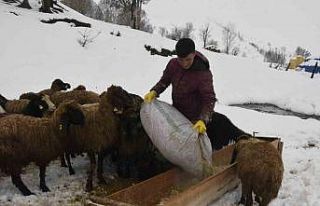 Bitlis’te kış mevsiminin uzaması küçükbaş...