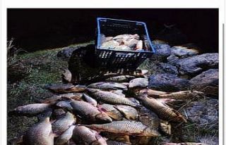 Bolu’da 250 kilo ağırlığındaki 100 canlı sazan...