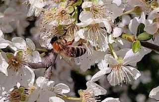 Bolu’da baharın gelmesiyle arılar harekete geçti