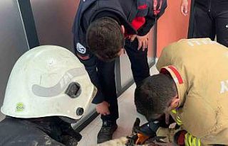 Boynuna zincir sıkışan köpeğin imdadına itfaiye...