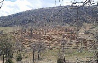 Bozkır’da 13 dönümlük alanda dev ağaçlandırma...