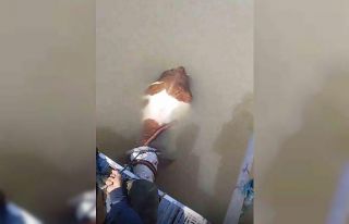 Bu sefer balık değil tosun yakaladılar