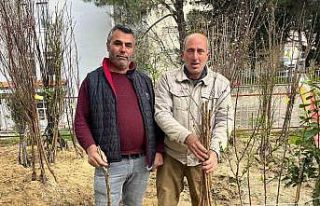 Buldan’ın bereketli toprakları fidanlarla canlanıyor