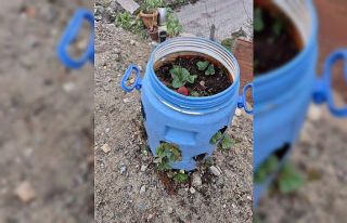 Buldanlı üreticiler atık malzemeleri tarımda değerlendiriyor