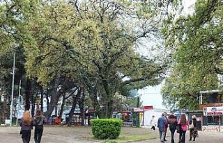 Burhaniye’de tescilli tarihi meşeler Ören’e...