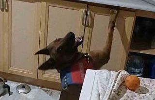 Burnuyla kokladı, patisiyle uyuşturucuların yerini...