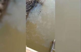 Bursa’da deredeki su samuru şaşırttı