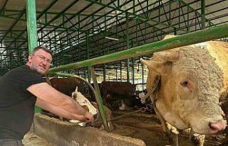 Bursa’da kurban hareketliliği: Tonluk boğayı...