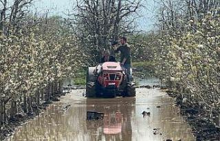 Bursa’da yüzlerce dönüm şeftali ve armut bahçesi...