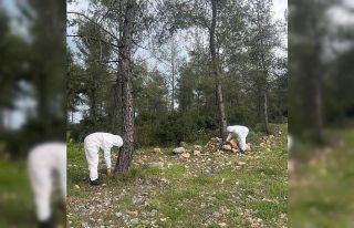 Çamkese böceği ile mücadele devam ediyor