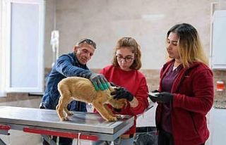 Can dostlar için Menemen’de rekor tedavi sayısına...