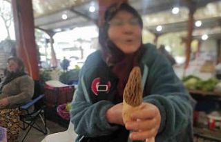 Çanakkale’de dağ köylerinde kuzugöbeği gelir...