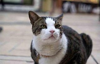 Çarşının 10 kiloluk Prens’i