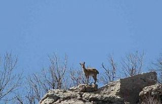 Çermik dağları ’dağ keçilerine’ emanet