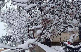 Çiçek açan ağaçlar yağan karla beyaza büründü