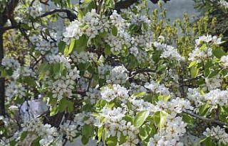 Çiçek açan armut ağacının güzelliği