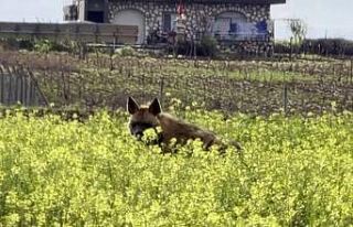 Çizgili sırtlan sarıçiçekler arasında görüntülendi