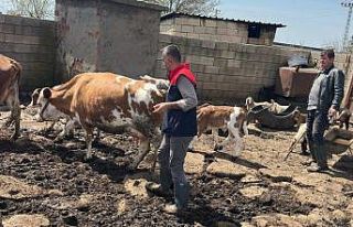 Cizre’de hayvan sağlığı için yoğun mesai