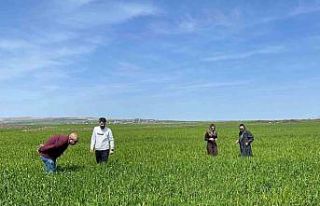 Cizre’de tarlalarda ‘süne’ mesaisi