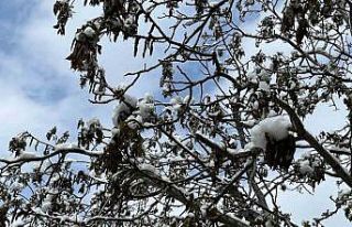 Çorum için zirai don uyarısı
